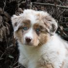 Australian Shepherd Welpe Simba 