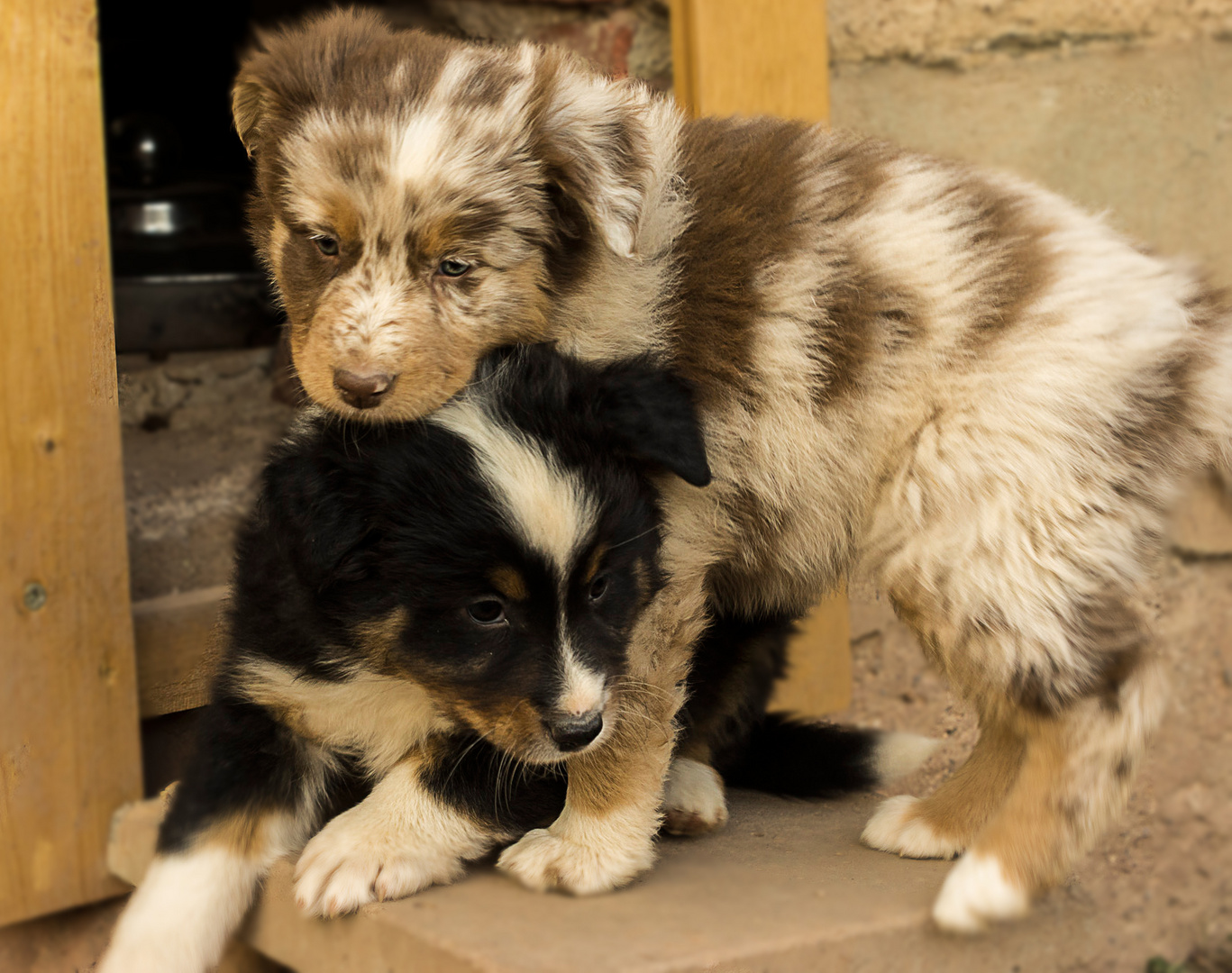 Australian Shepherd Welpen