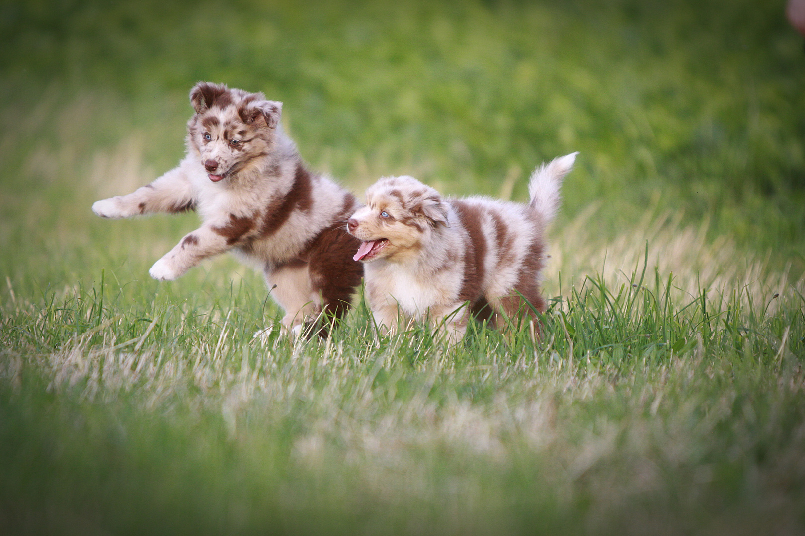 Australian Shepherd Welpen