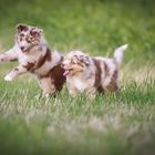 Australian Shepherd Welpen