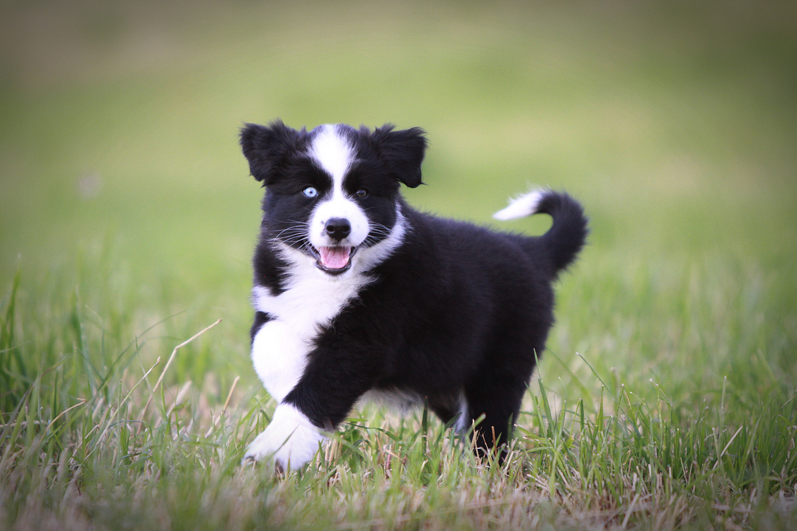 Australian Shepherd Welpen