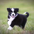 Australian Shepherd Welpen