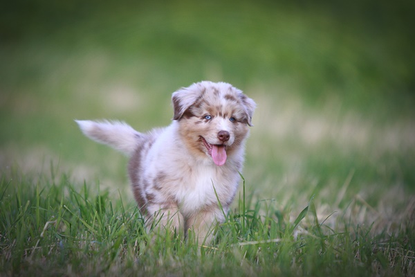 Australian Shepherd Welpen