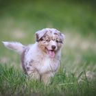 Australian Shepherd Welpen