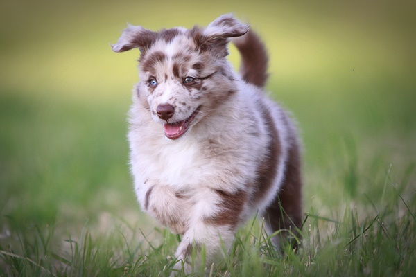 Australian Shepherd Welpen