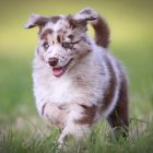 Australian Shepherd Welpen