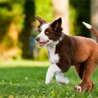 Australian Shepherd - Welpensport