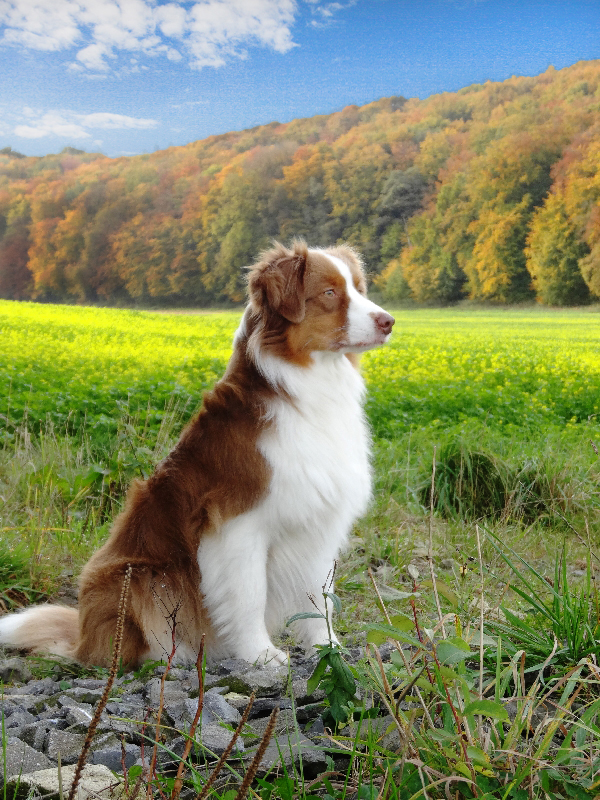 Australian Shepherd Yazoo