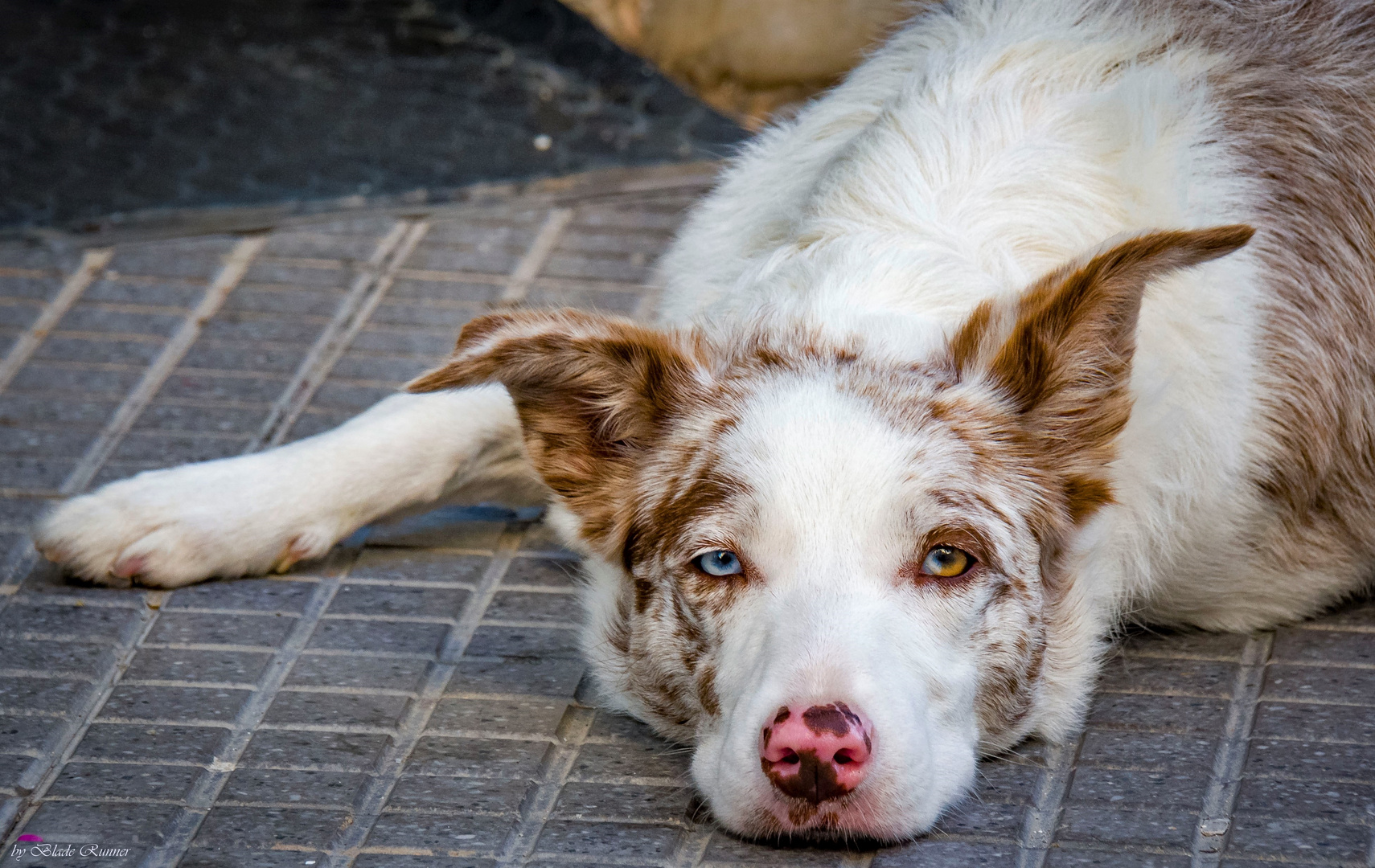 Australian Shephert 1