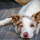 Australian Shephert 1