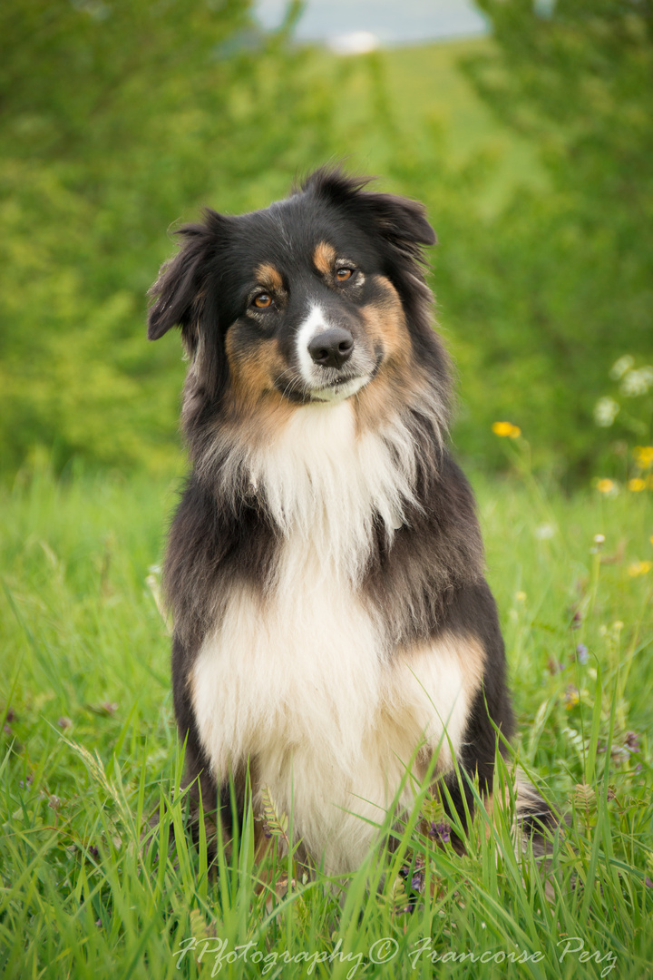 Australian Sheppard "ARI"