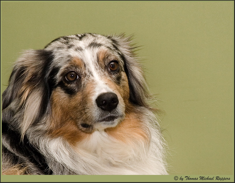 Australian Sheppard ....