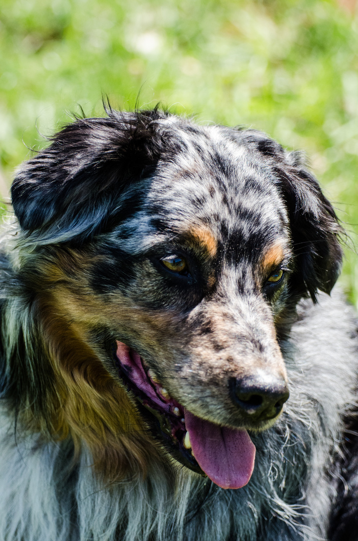 Australian Shepperd "Indy"