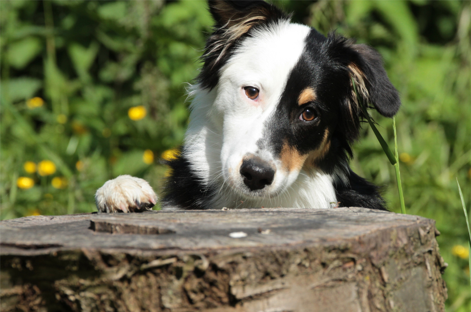 Australian Shepperd - schwarz weiß