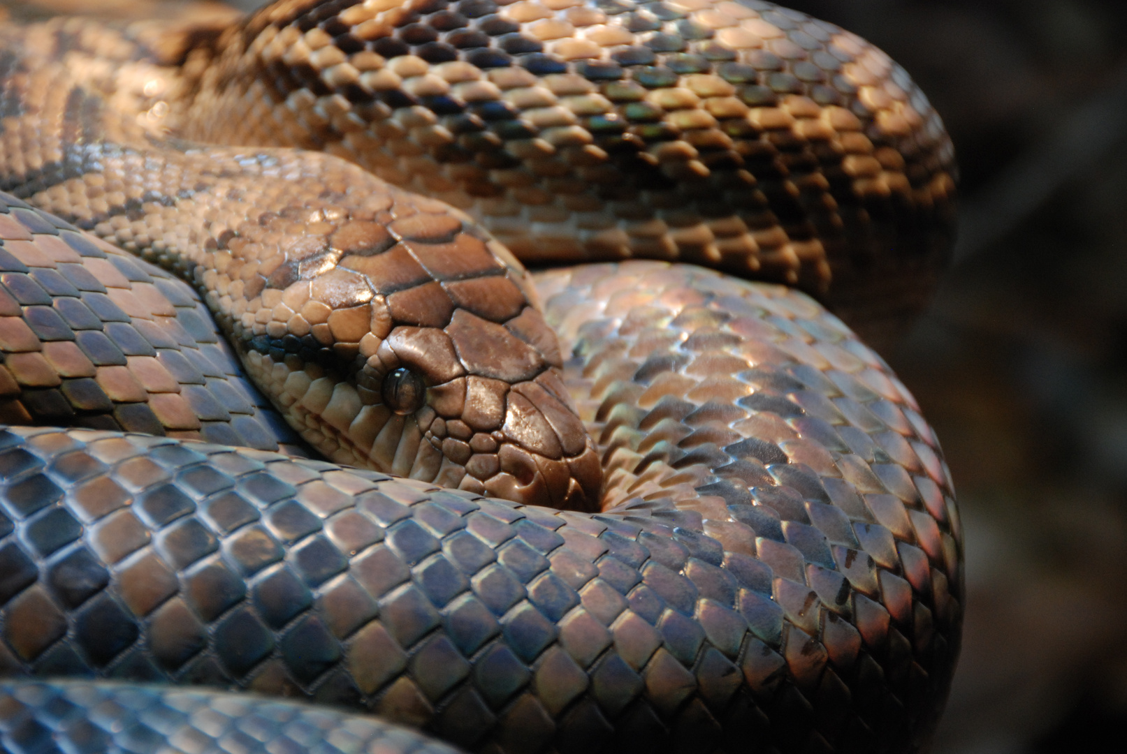 australian snake close up