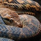 australian snake close up