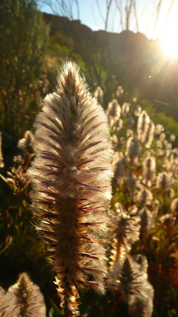 australian taraxacum - dandelion