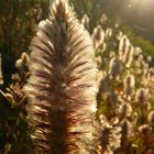 australian taraxacum - dandelion