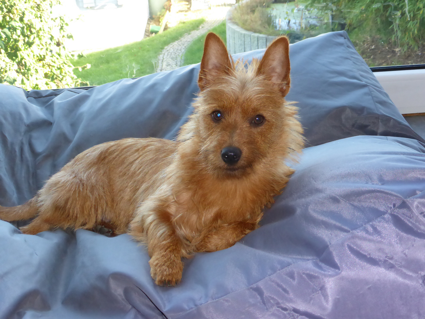 Australian Terrier Adelheid