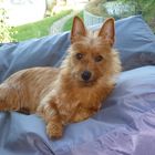 Australian Terrier Adelheid