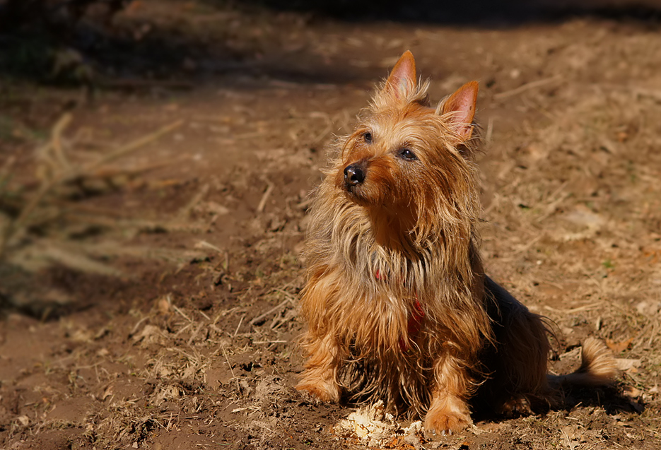 * Australian - Terrier *