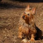 * Australian - Terrier *