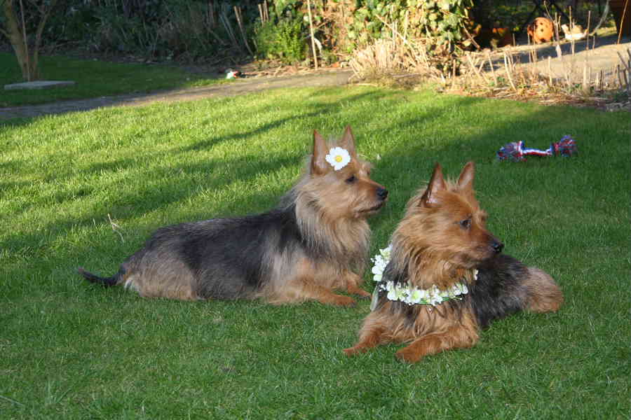 Australian Terrier Eira von den Lausbuben und Beverly Jumpers im Frühling