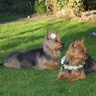 Australian Terrier Eira von den Lausbuben und Beverly Jumpers im Frühling