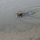 Australian Terrier Ginger