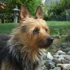 Australian Terrier Hündin 3 Jahre alt