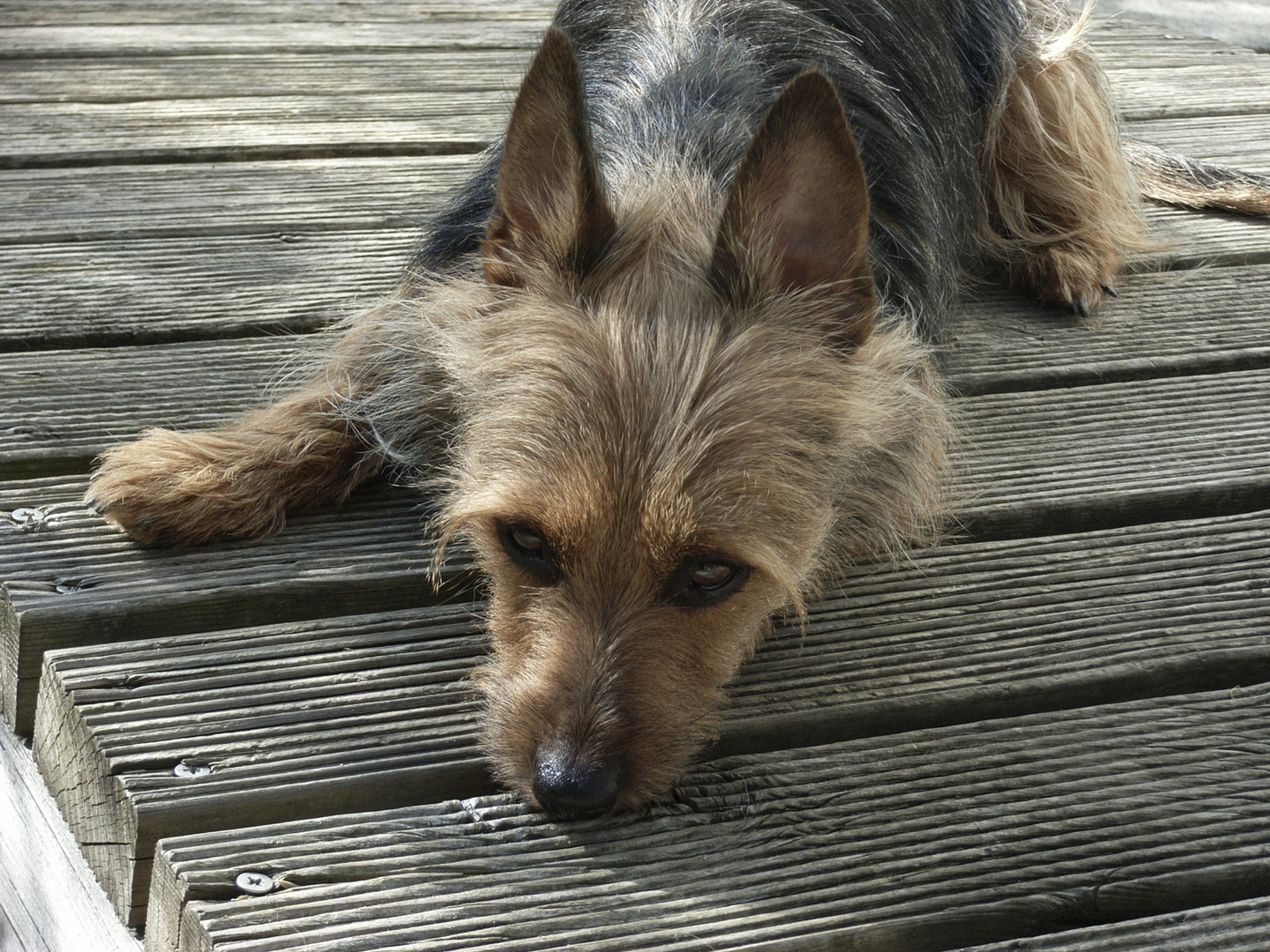 Australian Terrier Ina