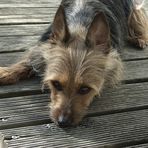 Australian Terrier Ina