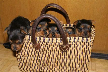 Australian Terrier Jumpers