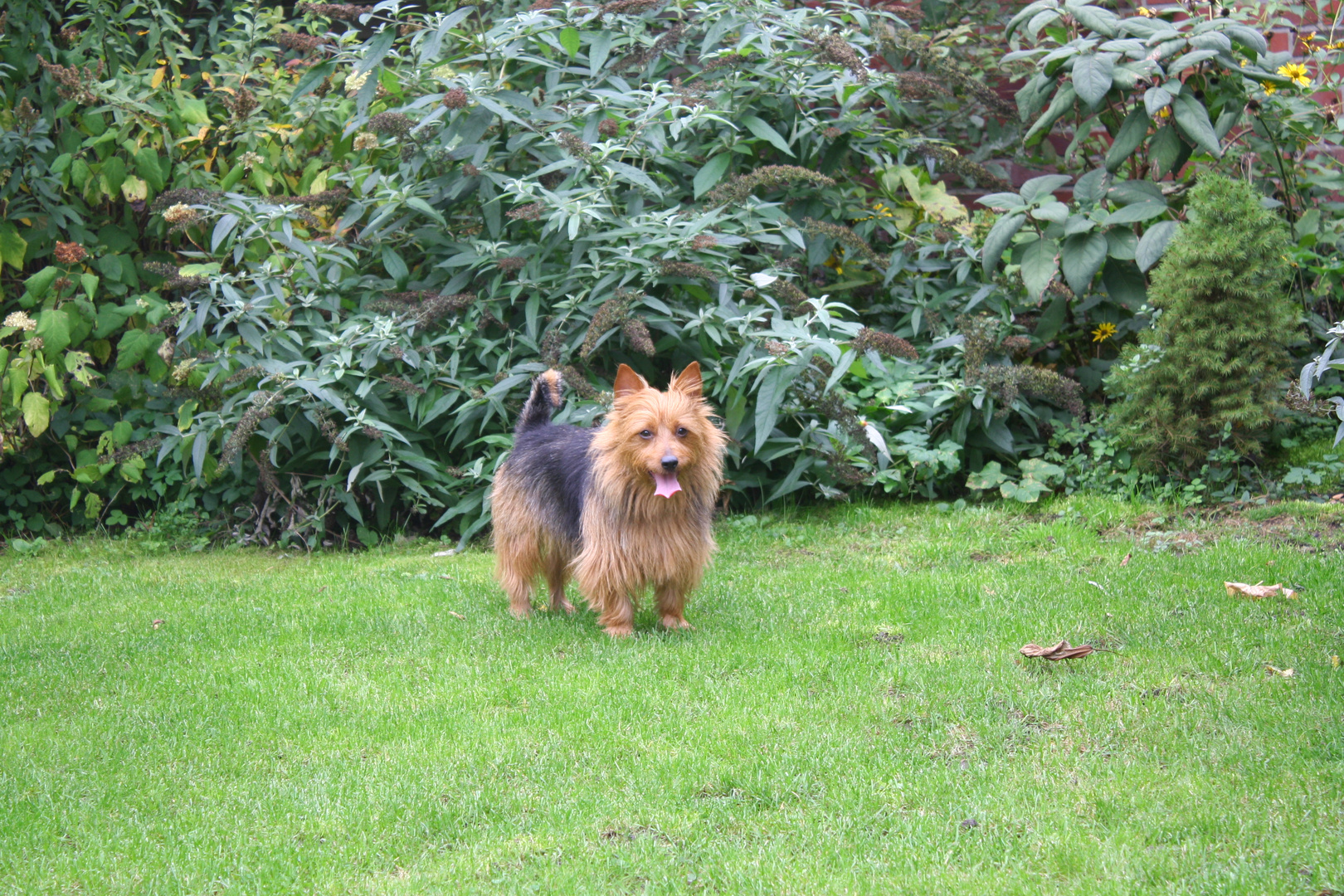 Australian Terrier Jumpers Catch Your Dreams