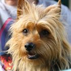 Australian Terrier Jumpers Every Day Funny