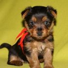 Australian Terrier Jumpers Grand Smurf