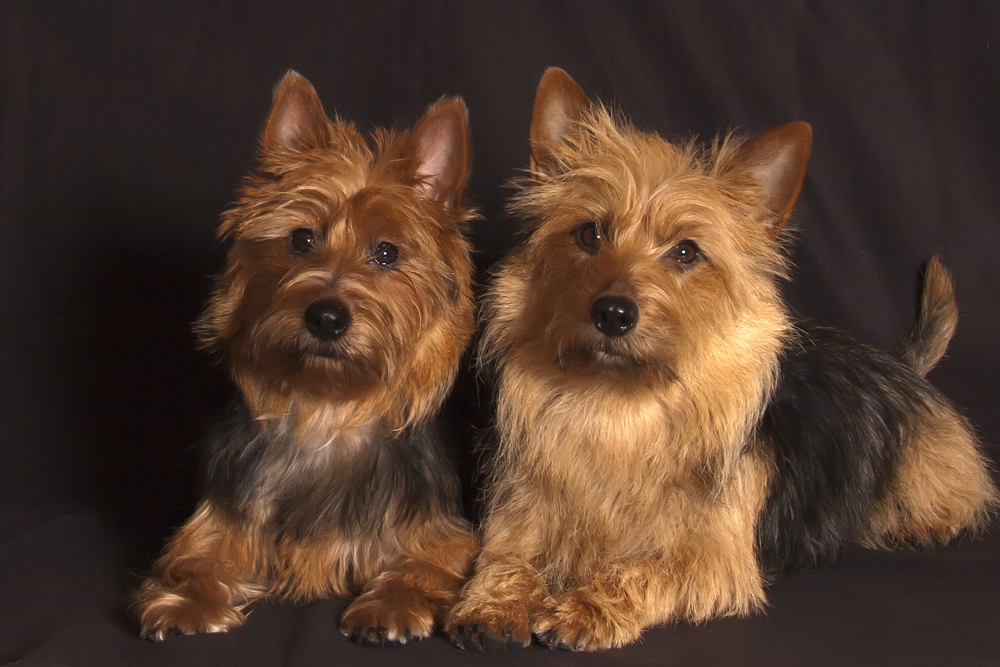 Australian terrier - Svea und Silja