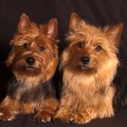 Australian terrier - Svea und Silja