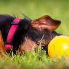 australian-terrier-von-den-grauen-anfurten