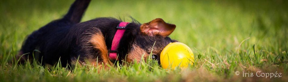 australian-terrier-von-den-grauen-anfurten