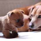 Australian Terrier Welpe