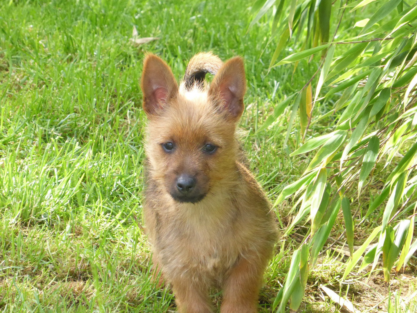 Australian Terrier Welpe