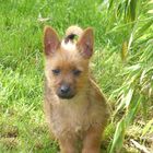 Australian Terrier Welpe