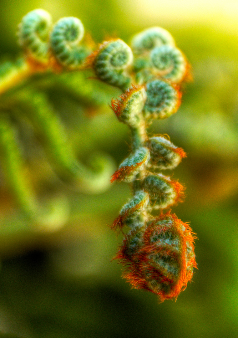 Australian Tree Fern Burgeon