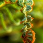 Australian Tree Fern Burgeon