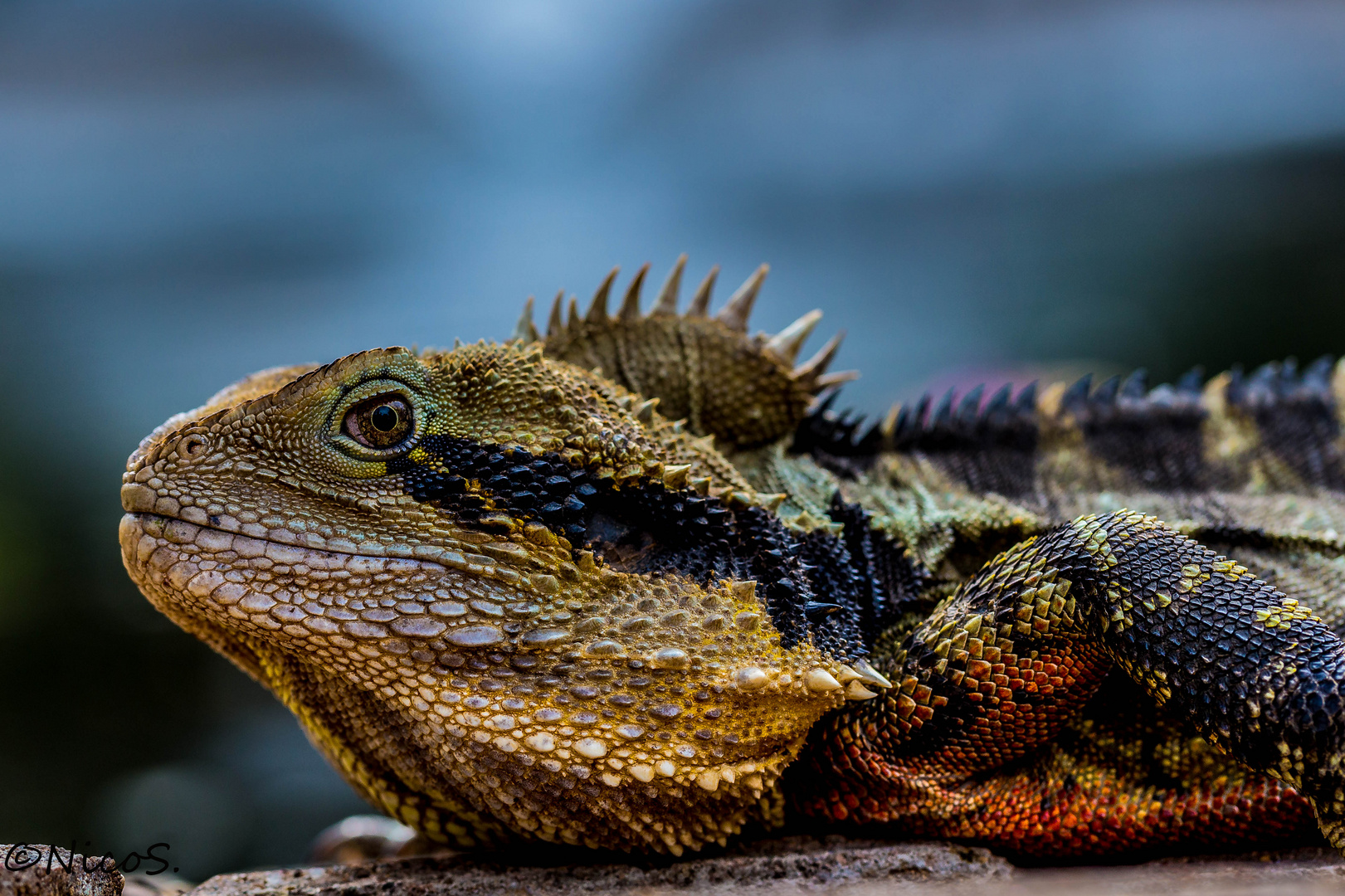 Australian water dragon