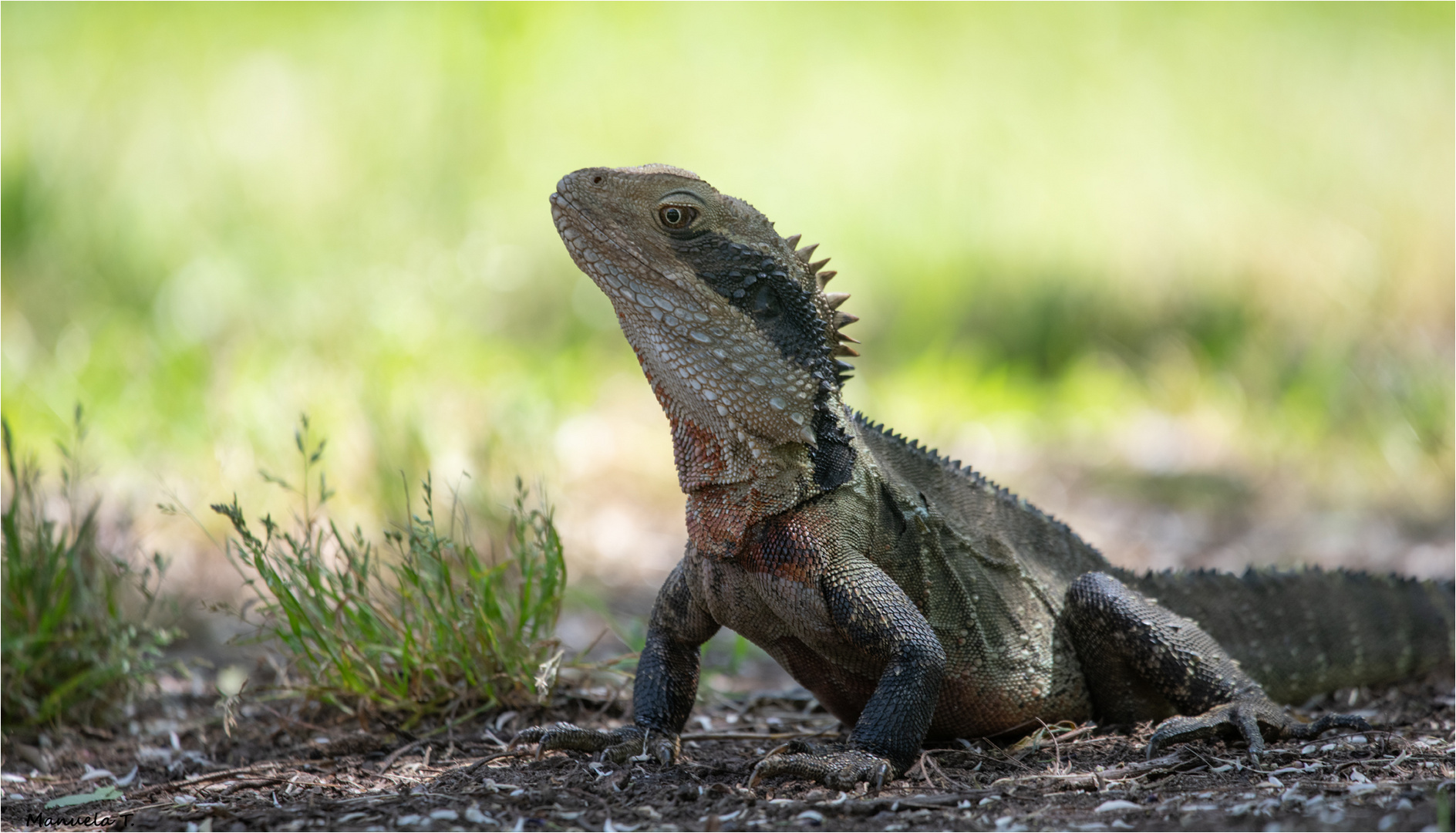 Australian water dragon