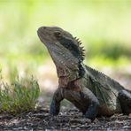 Australian water dragon