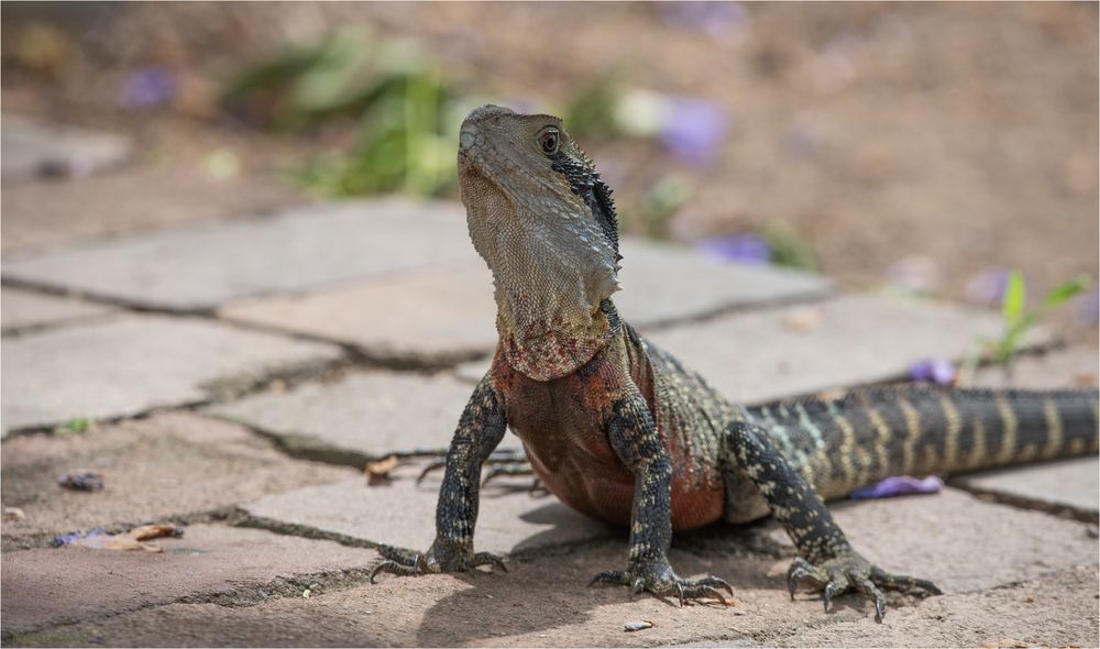 Australian water dragon