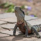 Australian water dragon